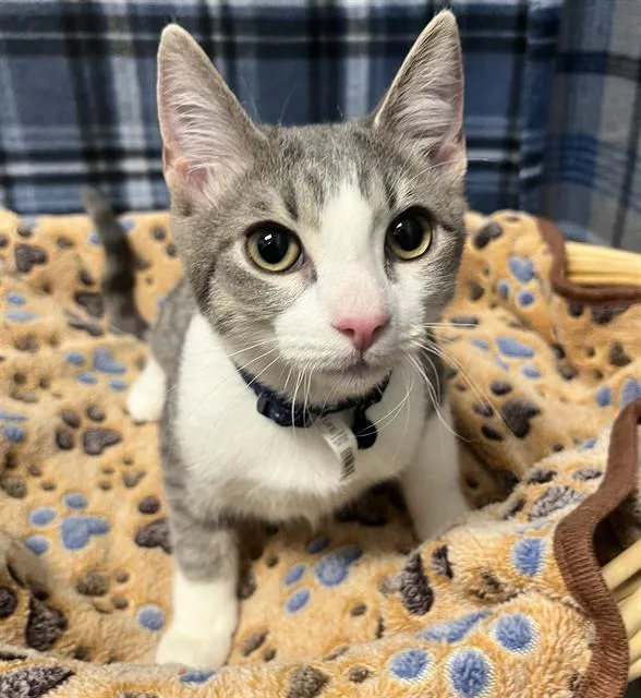 A young large-sized male Domestic Short Hair cat named Jax for adoption in Rosenberg, TX