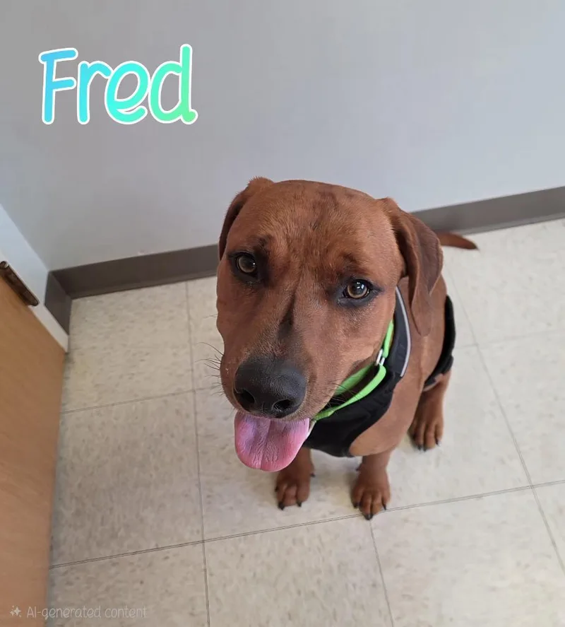 A young medium-sized male Redbone Coonhound dog named Fred for adoption in Port Clinton, OH
