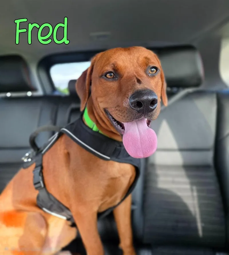 Fred thumbnail 2