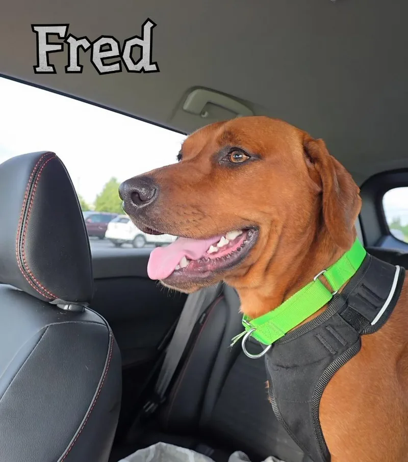 Fred thumbnail 3