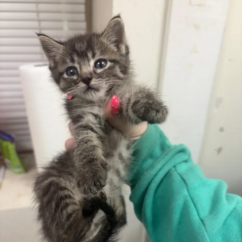 A baby small-sized female Brown / Chocolate Domestic Short Hair cat named Elyse for adoption in Pekin, IL