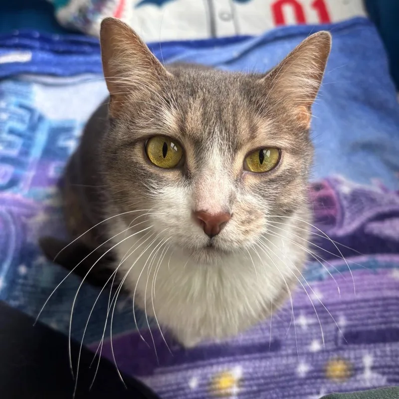 An adult medium-sized female Tabby (Gray / Blue / Silver) Domestic Short Hair cat named Persephone for adoption in Chicago, IL