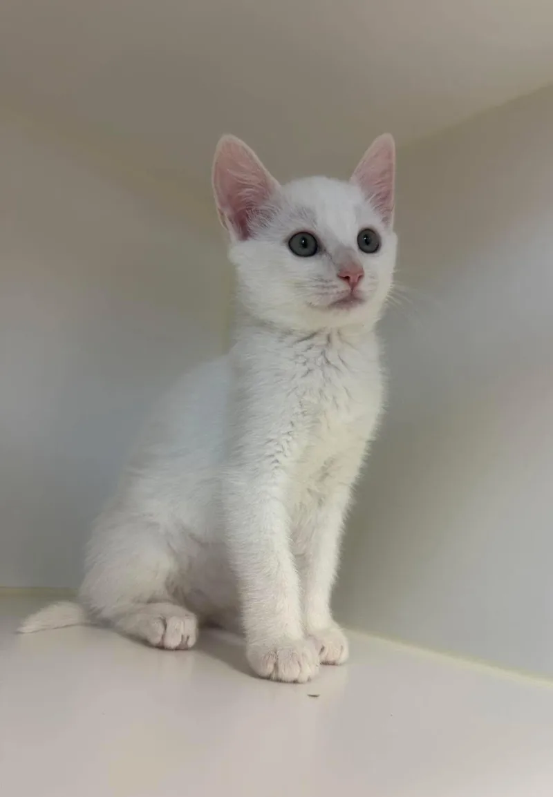 A young small-sized male Domestic Short Hair cat named Mako for adoption in Othello, WA