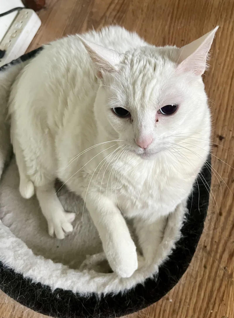 An adult large-sized female Domestic Short Hair cat named Squeaker for adoption in BLACK MOUNTAIN, NC