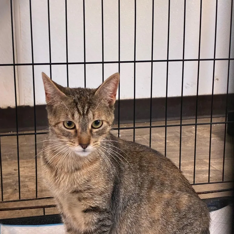 An adult large-sized female Torbie Domestic Short Hair cat named Gretchen for adoption in Hattiesburg, MS