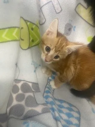 A baby small-sized female Domestic Short Hair cat named Tangerine for adoption in Gainesville, FL