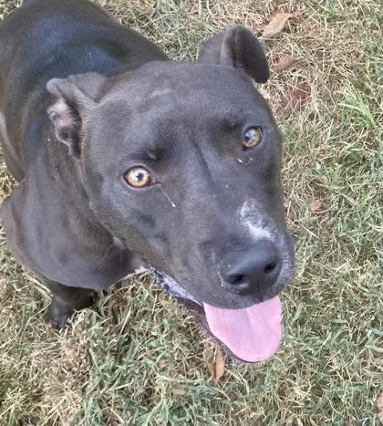 Merle. AKA "Hulk"
