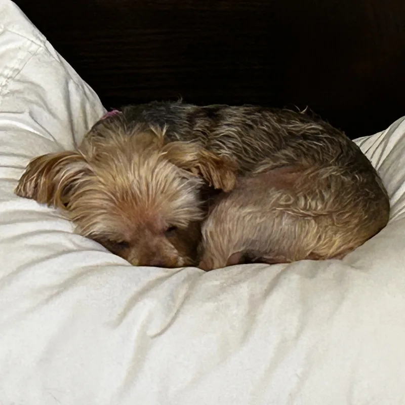 Jade Isabella thumbnail 4