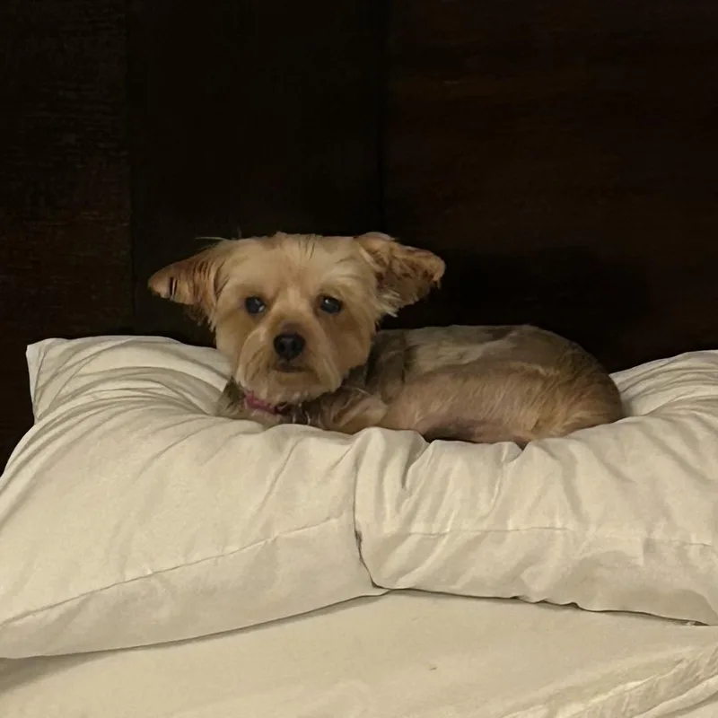 Jade Isabella thumbnail 5