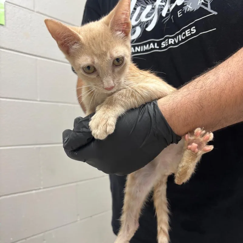 A baby small-sized female Buff / Tan / Fawn American Shorthair cat named FireCracker for adoption in Lufkin, TX