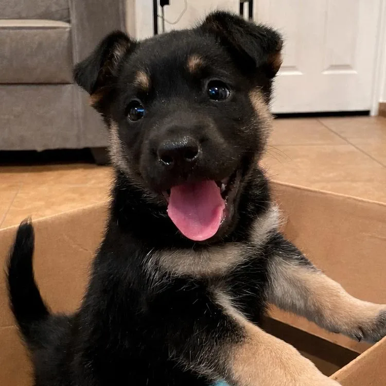 A baby large-sized male Black German Shepherd Dog dog named Charlie for adoption in Tucson, AZ
