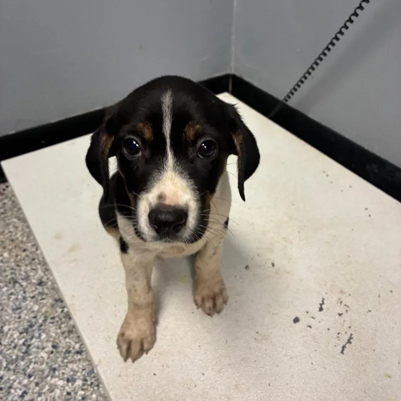 A baby small-sized female Black Hound dog named Jillian for adoption in Birmingham, AL