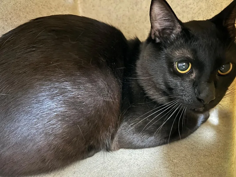 A young medium-sized male Domestic Short Hair cat named Onyx for adoption in Bryant, AR