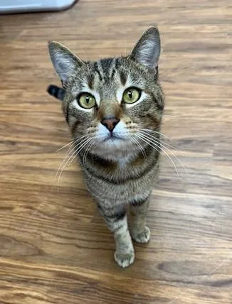 Finnigan