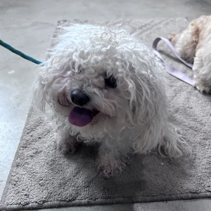 An adult small-sized female Maltese dog named Angel for adoption in Prescott, AZ