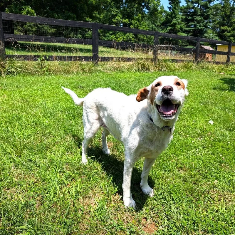 An adult large-sized female White / Cream Labrador Retriever dog named Donut for adoption in Chantilly, VA