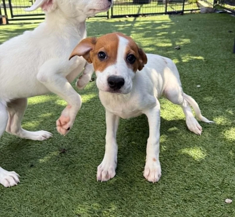A baby medium-sized male Hound dog named Ross for adoption in Groton, CT