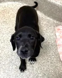 A baby small-sized female Labrador Retriever dog named Violet for adoption in Washington, DC