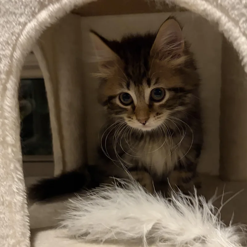 A baby medium-sized male Tabby (Brown / Chocolate) Domestic Long Hair cat named Emerson for adoption in Scranton, PA