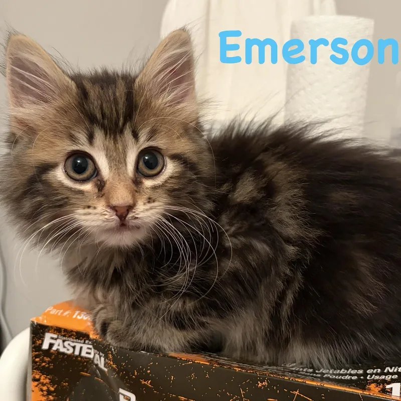 Emerson thumbnail 3