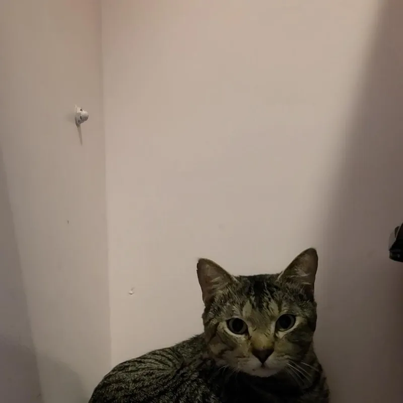 A baby medium-sized male Tabby (Brown / Chocolate) Domestic Short Hair cat named Sturgill for adoption in Charleston, SC