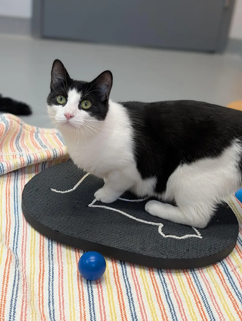 Citrine And Jasper thumbnail 2