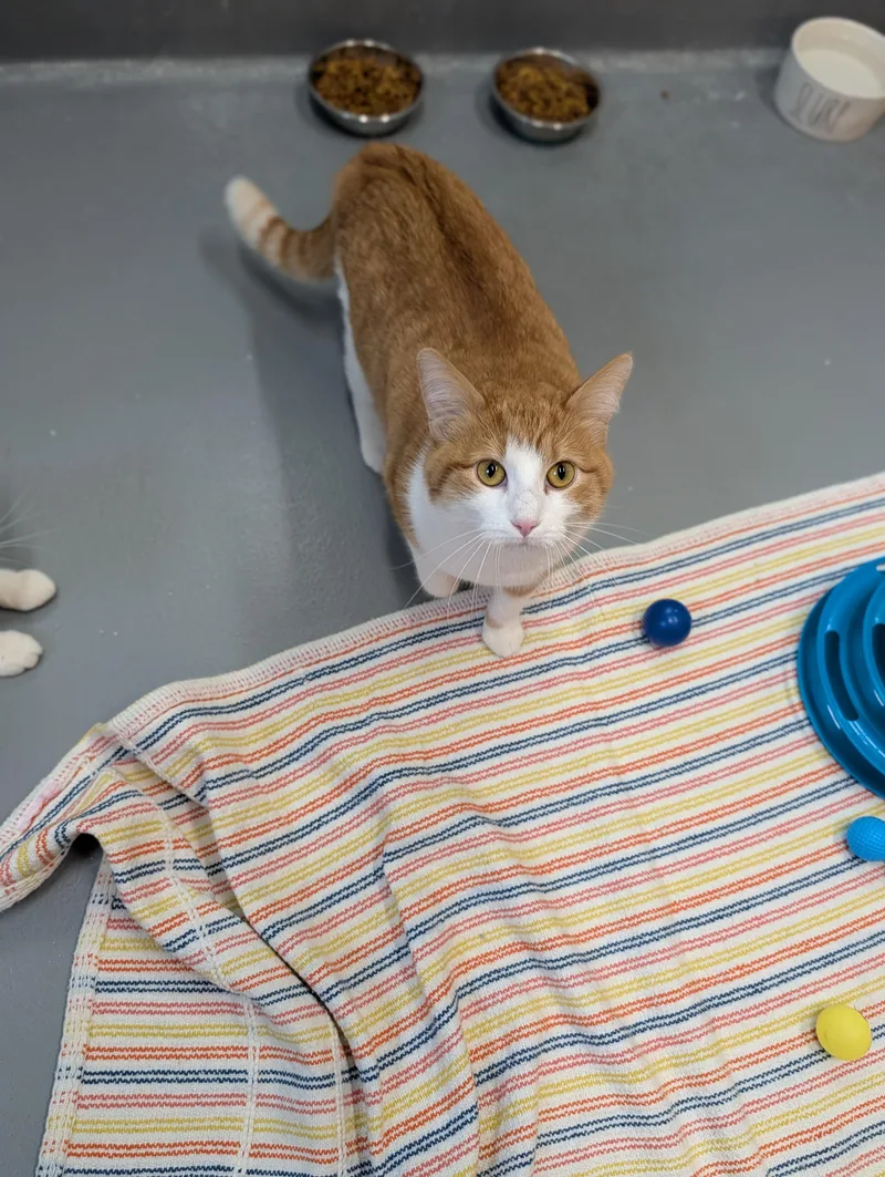 Citrine And Jasper thumbnail 3