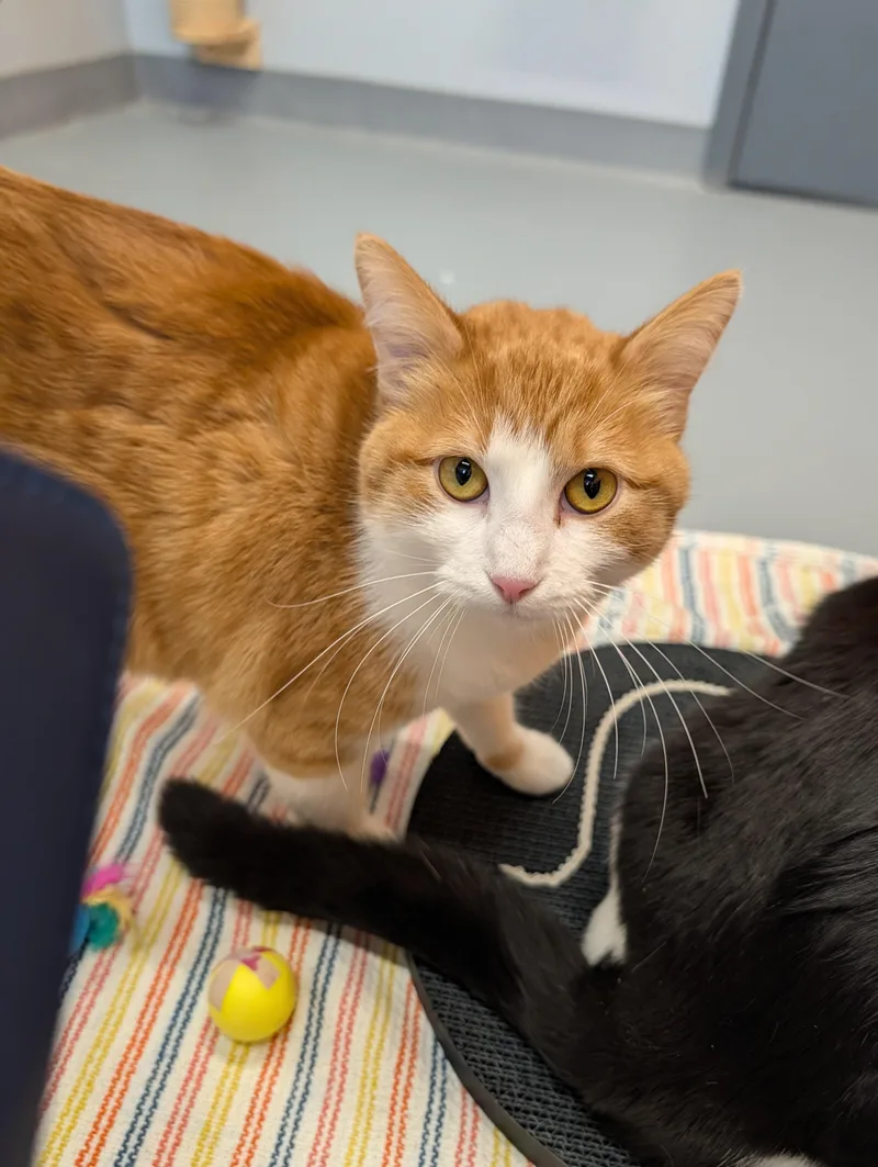 Citrine And Jasper thumbnail 4