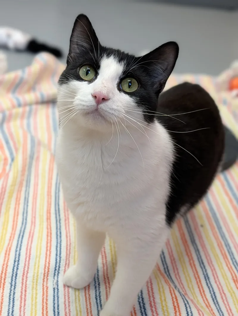 Citrine And Jasper thumbnail 5