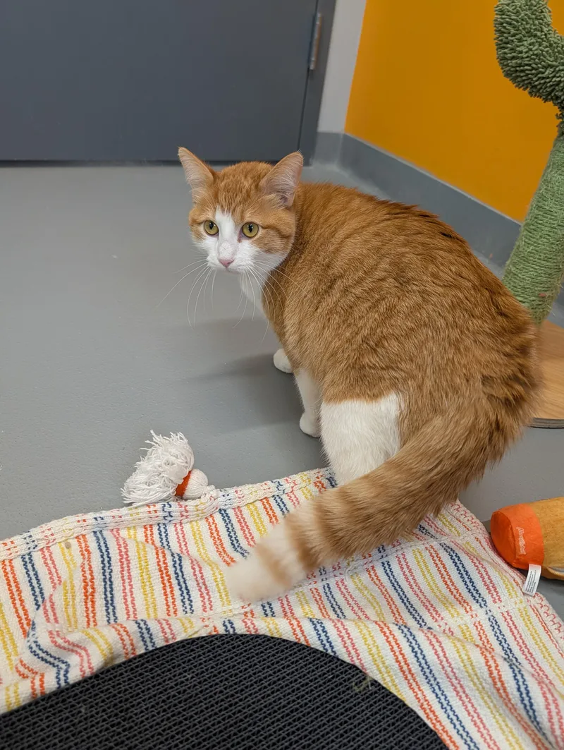 Citrine And Jasper thumbnail 6