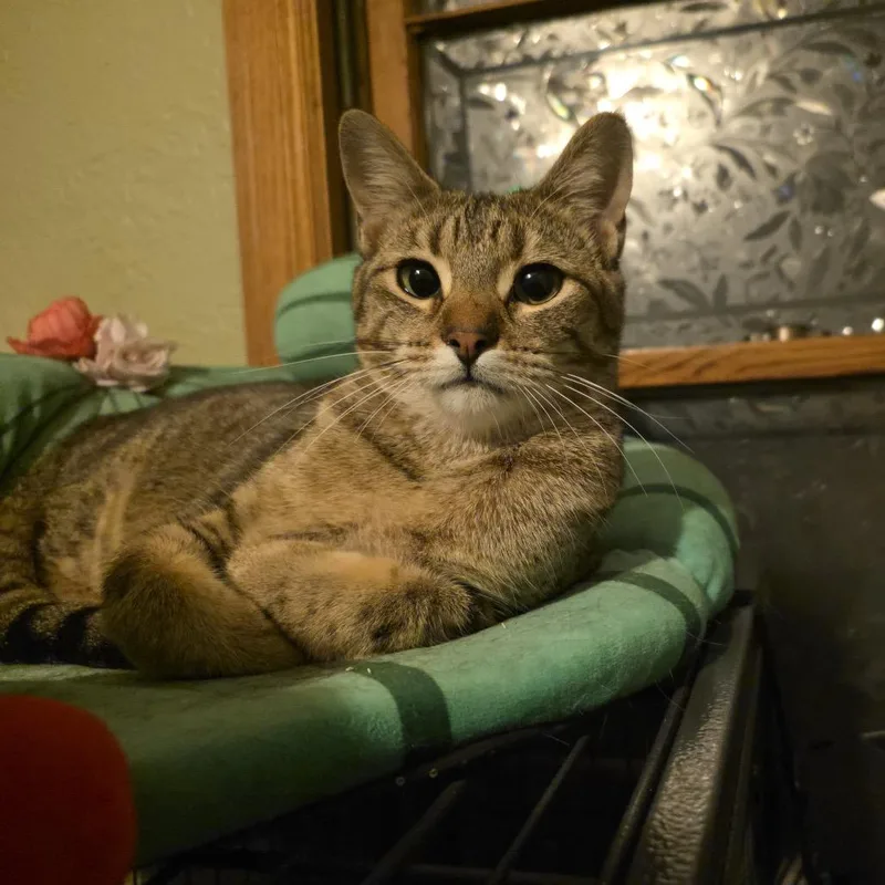 A young medium-sized female Brown / Chocolate Domestic Short Hair cat named Lynx for adoption in Inver Grove Heights, MN