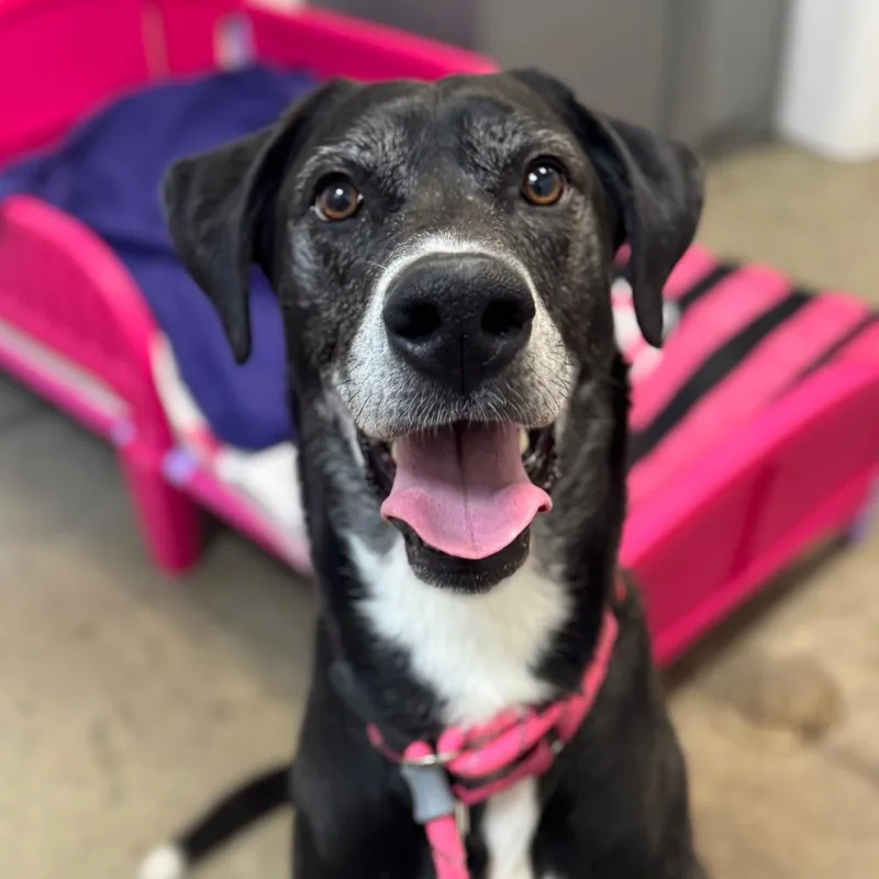 An adult large-sized male Black Great Dane dog named Nimbus for adoption in Washington Township, OH