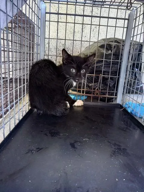 A baby small-sized female Domestic Short Hair cat named Dolly for adoption in Fort Lauderdale, FL
