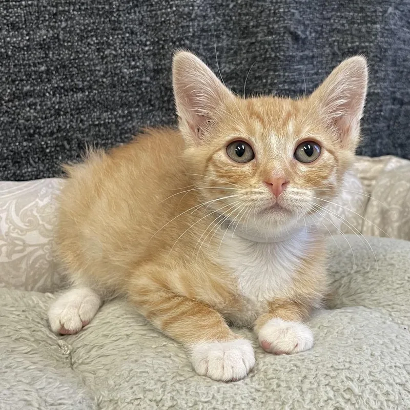 A baby small-sized male Orange / Red Domestic Short Hair cat named Mambo for adoption in Long Beach, CA