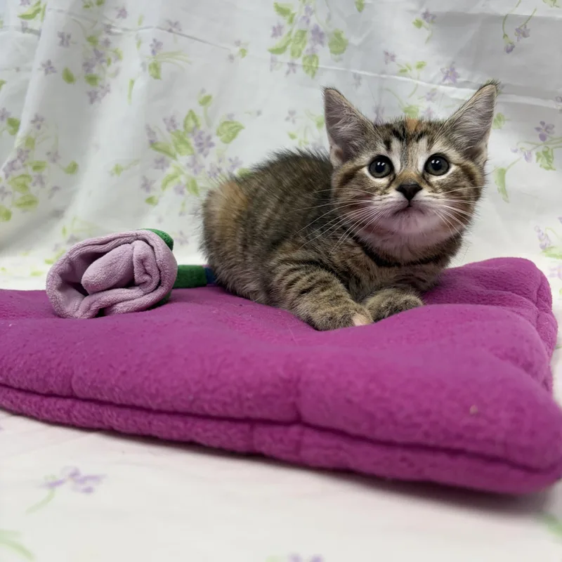 A baby medium-sized female Torbie Domestic Short Hair cat named Bishop for adoption in Bear, DE