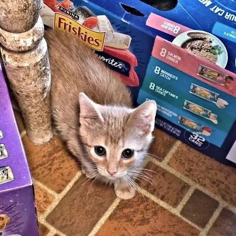 A baby medium-sized male Tabby (Orange / Red) Tabby cat named Victor for adoption in Rutherfordton, NC
