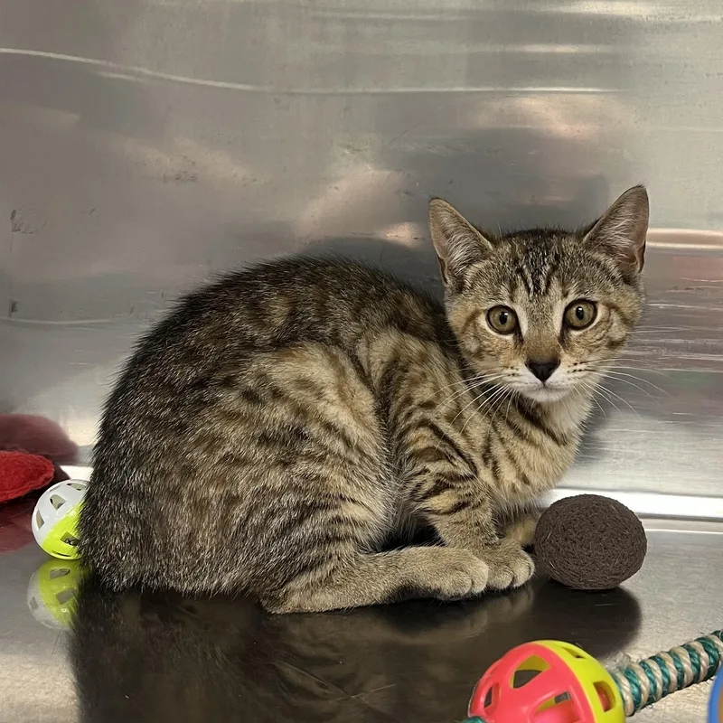 A baby medium-sized female Torbie Domestic Short Hair cat named Freedom for adoption in Montville, NJ