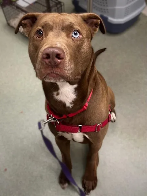 An adult medium-sized male Labrador Retriever dog named Sunny for adoption in Boston, MA