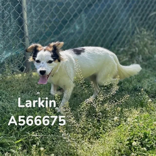 A young small-sized female Portuguese Water Dog dog named Larkin for adoption in Huntsville, AL