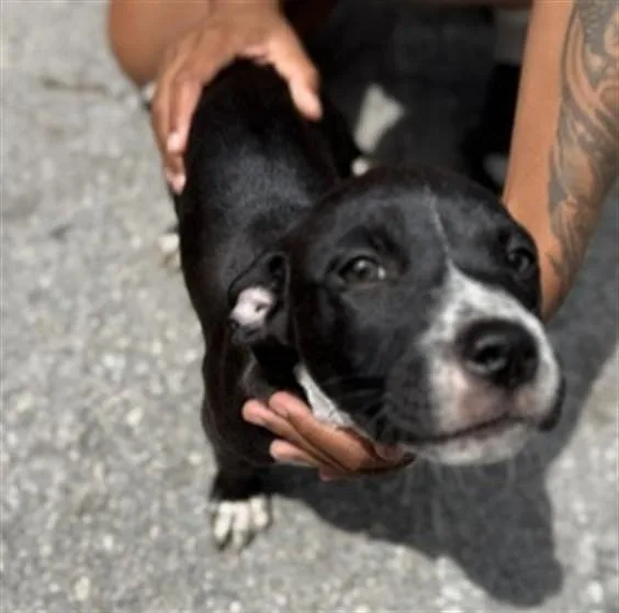 A baby small-sized female American Bulldog dog named Balerina for adoption in Miami, FL