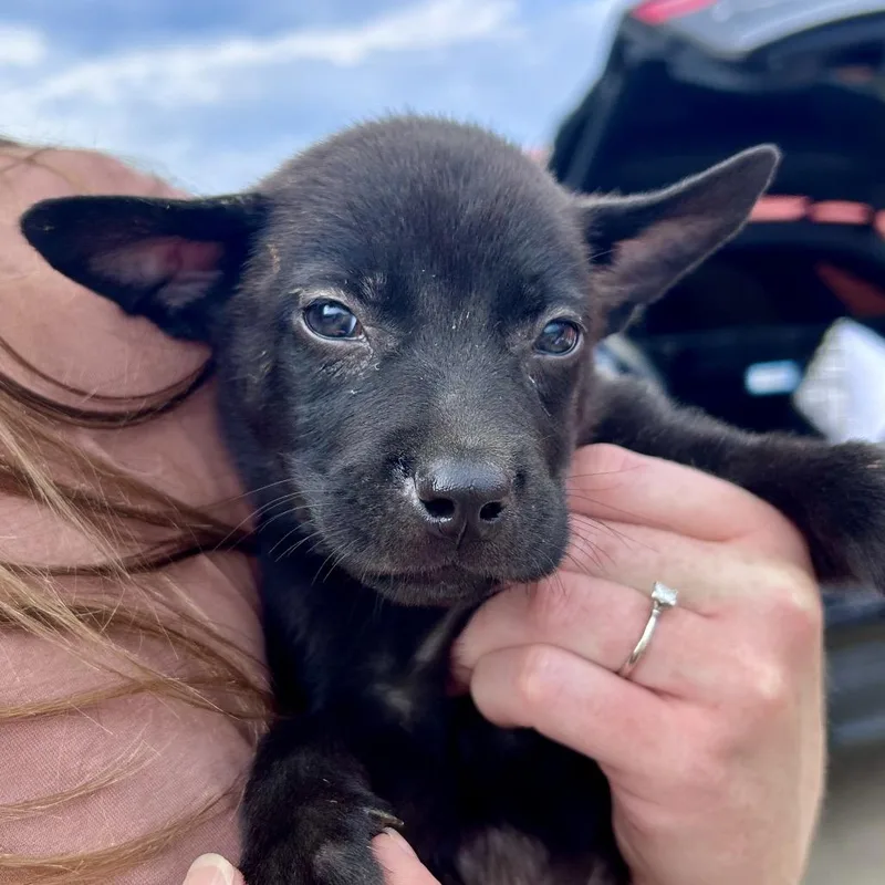 A baby medium-sized male Black Australian Cattle Dog / Blue Heeler dog named Wilbur for adoption in Peculiar, MO