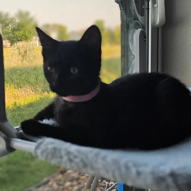 A baby small-sized female Black Domestic Short Hair cat named Willow for adoption in Sioux Falls, SD