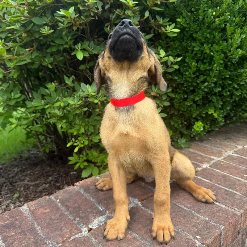 A baby medium-sized male Black Redbone Coonhound dog named Boone for adoption in Brownsboro, AL