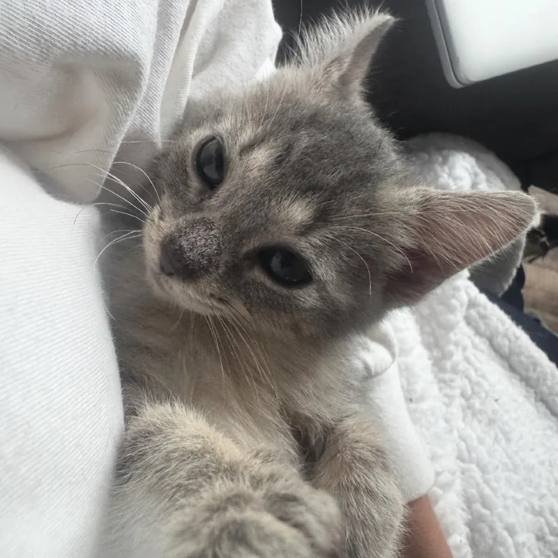A baby small-sized male Calico Domestic Medium Hair cat named Harley for adoption in Odenville, AL