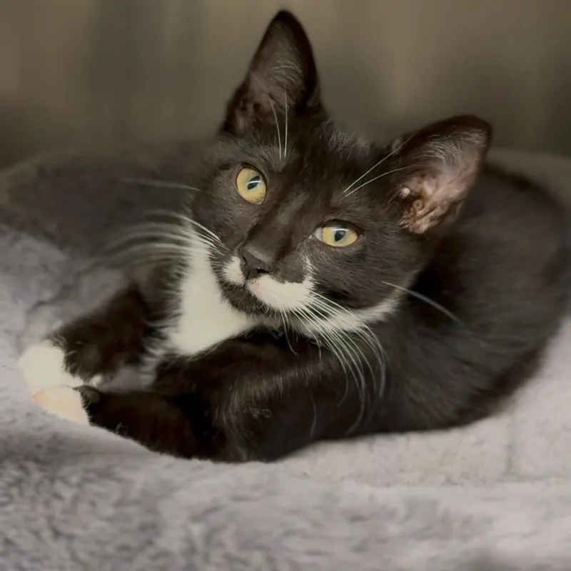 A baby small-sized male Black & White / Tuxedo Domestic Short Hair cat named Baby Bundt for adoption in Wayne, NJ