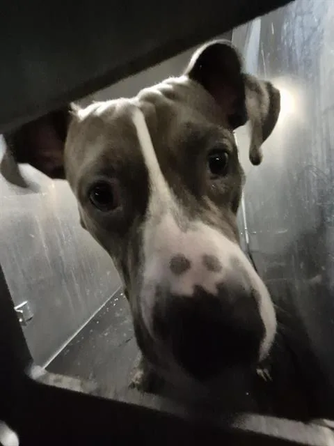 A young small-sized male American Staffordshire Terrier dog named Kilo for adoption in San Antonio, TX