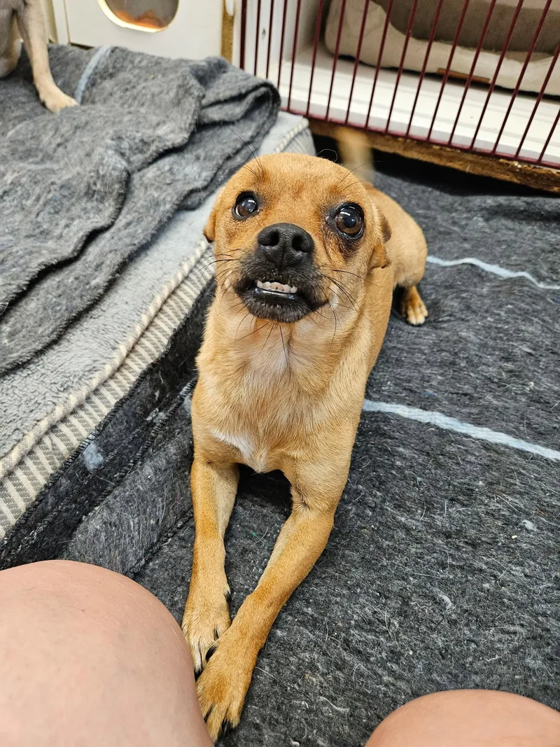 An adult small-sized male Chihuahua dog named Mouth for adoption in El Centro, CA