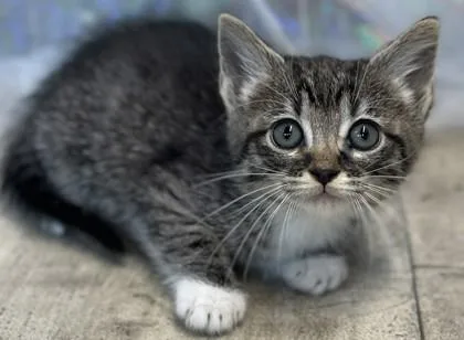 An adult small-sized female Domestic Short Hair cat named Socks for adoption in Shreveport, LA