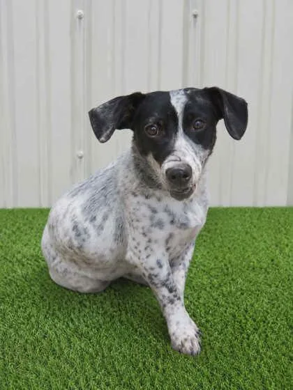 A young small-sized male Mixed Breed dog named Kolton for adoption in Beatrice, NE