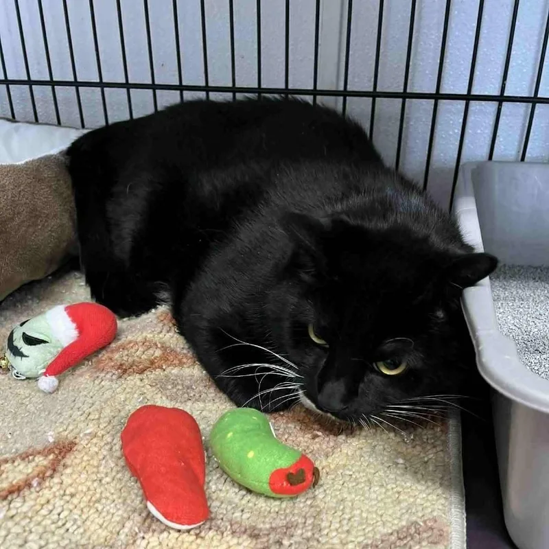 An adult small-sized male Black Domestic Long Hair cat named Tux for adoption in Stephenville, TX